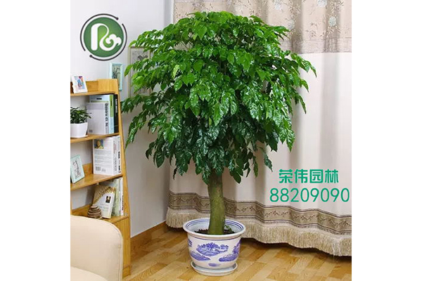 富贵树吸收甲醛净化空气