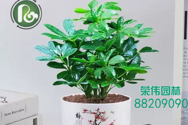 小摇钱树吸收甲醛净化空气